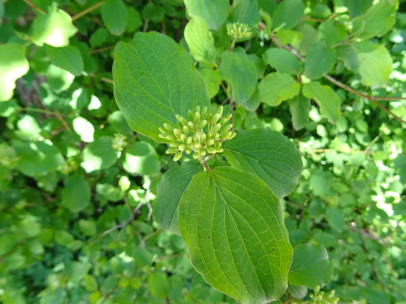 Cornus sanguinea - Cornaceae